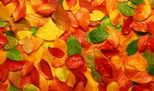 用落叶写拟人句