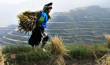 雨天背稻草歇后语