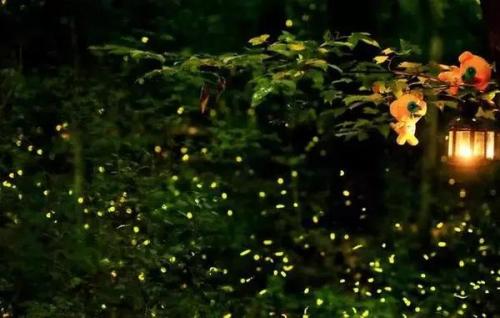写萤火虫的隐喻