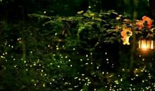 写萤火虫的比喻句