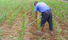 甘庶地里长草歇后语