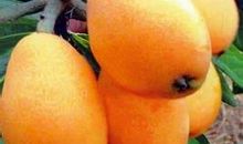 枇杷像什么比喻句