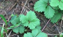 地上的野草歇后语