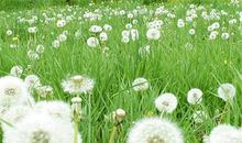 写蒲公英的比喻句