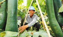 瓜地里的草人歇后语