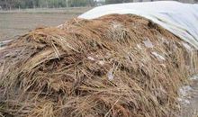 稻草堆里埋石头歇后语