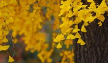 银杏树的比喻句