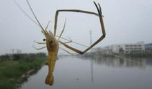 高射炮打蚊子的歇后语