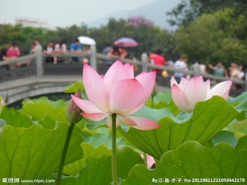 写一个莲花平行句