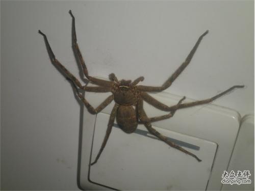 关于蜘蛛的寓言