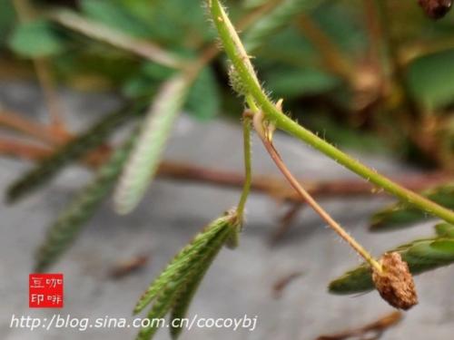 含羞草的寓言词