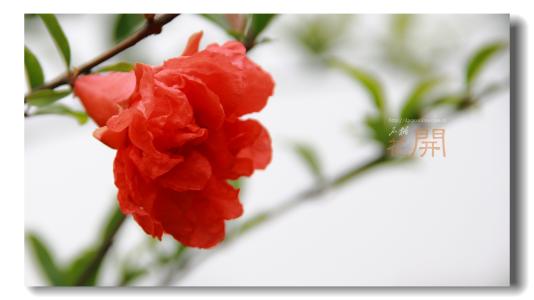 石榴盛开的比喻句