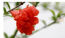 石榴花开了比喻句