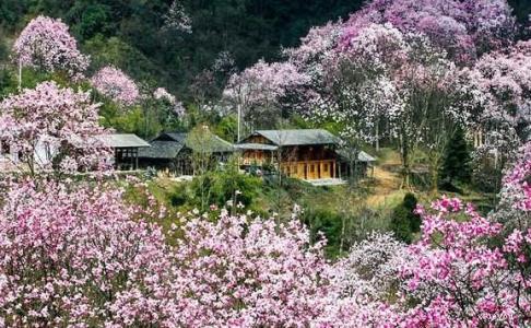 关于花的比喻句子