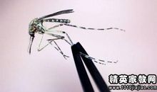 瞎子打蚊子歇后语