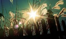 有关陪伴的短句