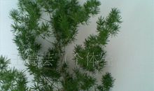 比喻句松树是什么