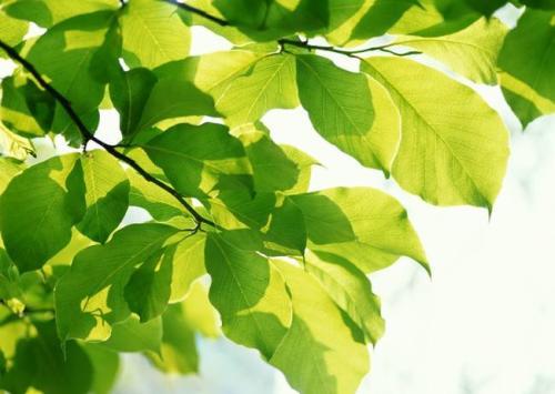 叶子写拟人化的句子