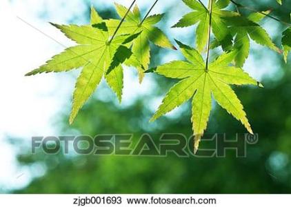 完整的树木隐喻句子集合