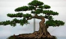 关于榕树的比喻句