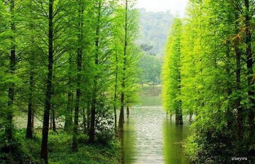 关于春排的句子