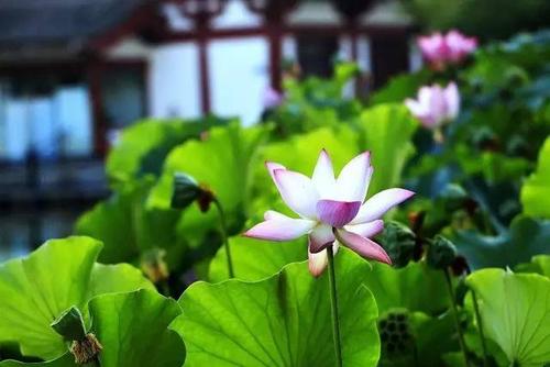 佛教经文中最多的禅句