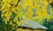 用大树写比喻句