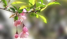 有关花的拟人句