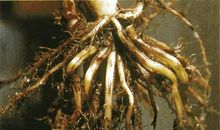 雨后的彩虹歇后语