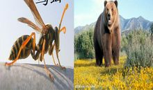 熊瞎子掰苞米歇后语