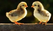 歇后语老母鸡下蛋