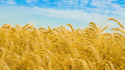 描述庄稼的比喻