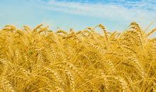 描写庄稼的比喻句