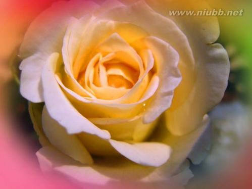 拟人化的句子盛开