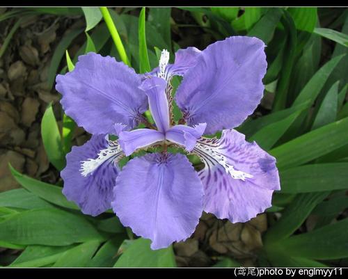 蝴蝶花的比喻句