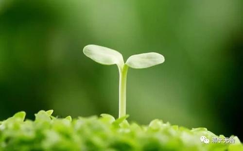形容芽的寓言