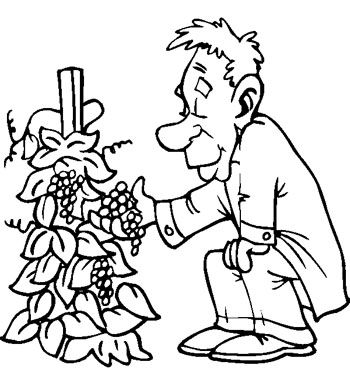 描述葡萄的比喻