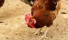 大公鸡打架歇后语