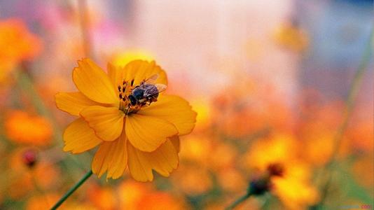 乐观的人生句子