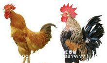 报晓的公鸡歇后语