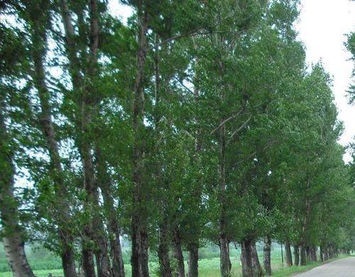 关于榆树的寓言