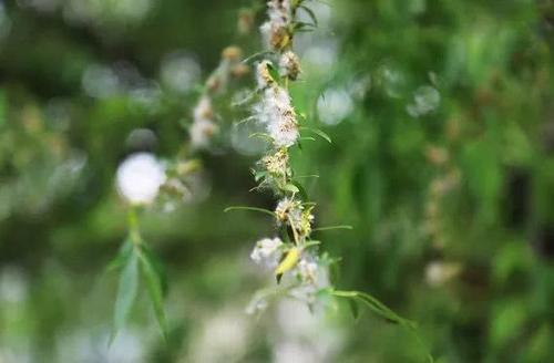 杨柳柳絮写隐喻