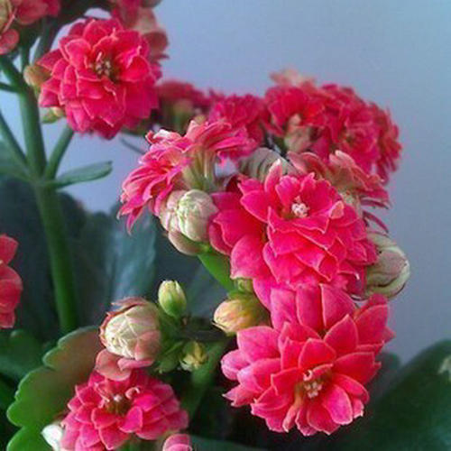 关于花的拟人化句子