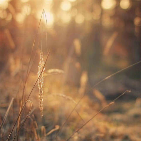 哲学句子的图片：如果失败，别忘了学习课程1