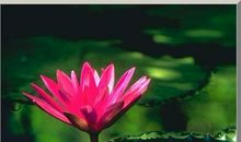 佛家经典禅语缘分诗句