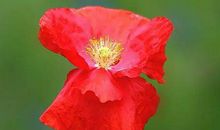 吃竹子剥皮歇后语