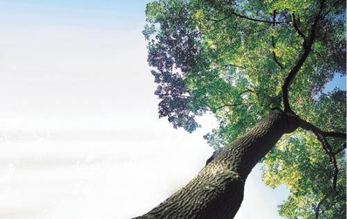 与树有关的箴言