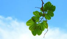 用树叶写比喻句