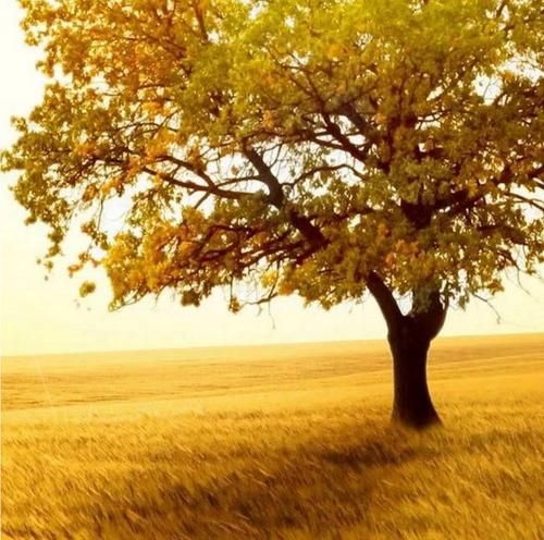 一句话就知道秋天