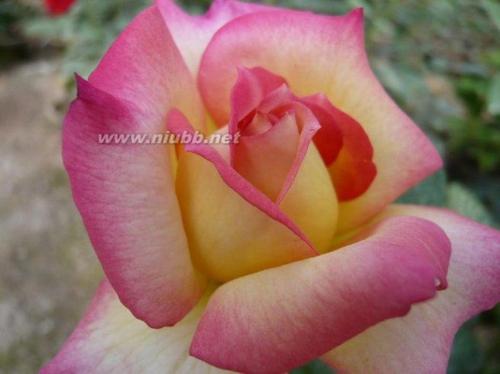 各种花拟人化句子